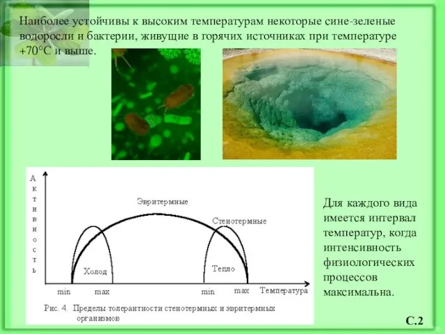 Наиболее устойчивы к высоким температурам некоторые сине-зеленые водоросли и бактерии, живущие