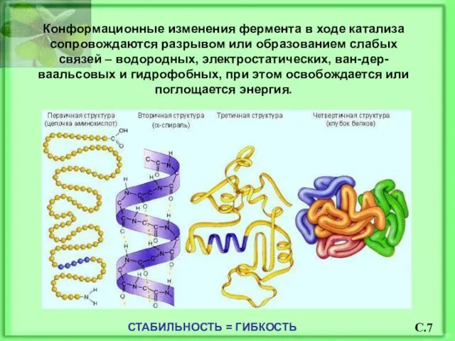 Конформационные изменения фермента в ходе катализа сопровождаются разрывом или образованием слабых