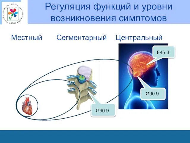 Регуляция функций и уровни возникновения симптомов Местный Сегментарный Центральный F45.3 G90.9 G90.9