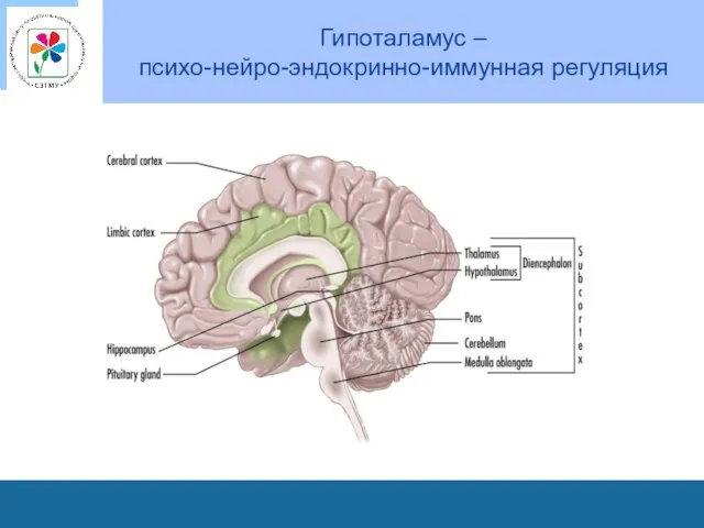 Гипоталамус – психо-нейро-эндокринно-иммунная регуляция