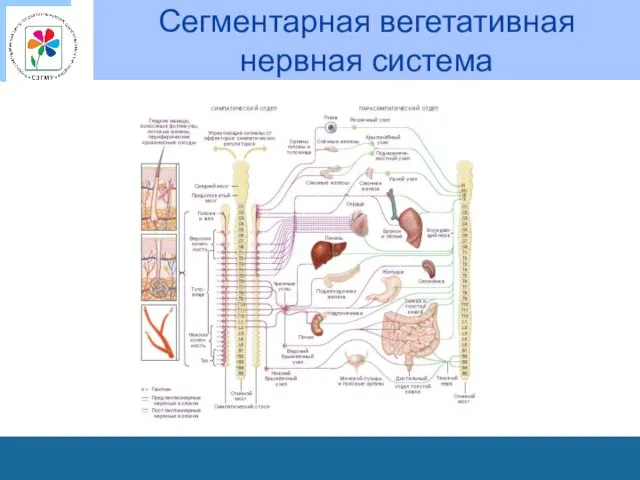 Сегментарная вегетативная нервная система