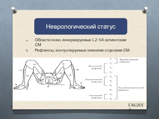 п Области кожи, иннервируемые L2-S4 сегментами СМ Рефлексы, контролируемые нижними отделами СМ. Неврологический статус EAU2017