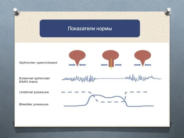 . Показатели нормы