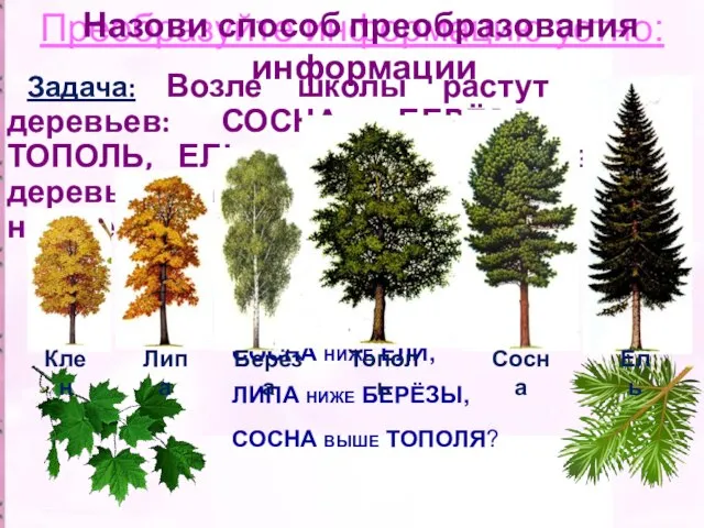 Преобразуйте информацию устно: Задача: Возле школы растут шесть деревьев: СОСНА, БЕРЁЗА,