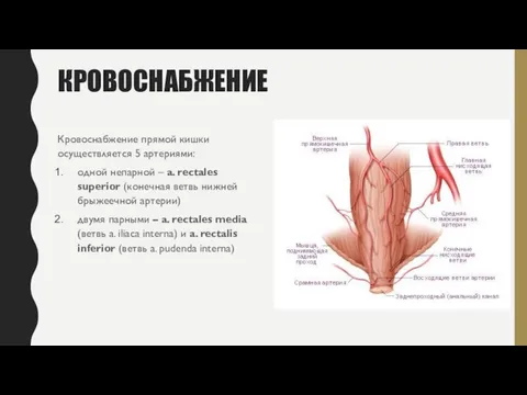 КРОВОСНАБЖЕНИЕ Кровоснабжение прямой кишки осуществляется 5 артериями: одной непарной – a.