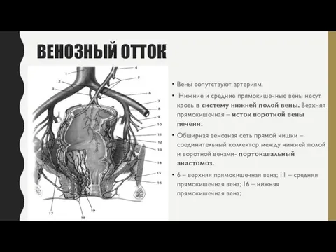 ВЕНОЗНЫЙ ОТТОК Вены сопутствуют артериям. Нижние и средние прямокишечные вены несут