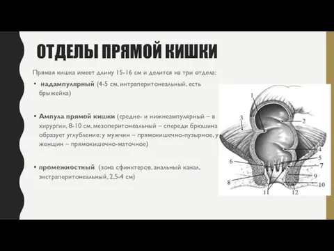 ОТДЕЛЫ ПРЯМОЙ КИШКИ Прямая кишка имеет длину 15-16 см и делится