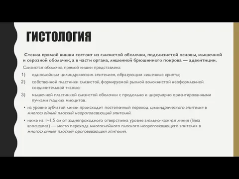 ГИСТОЛОГИЯ Стенка прямой кишки состоит из слизистой оболочки, подслизистой основы, мышечной