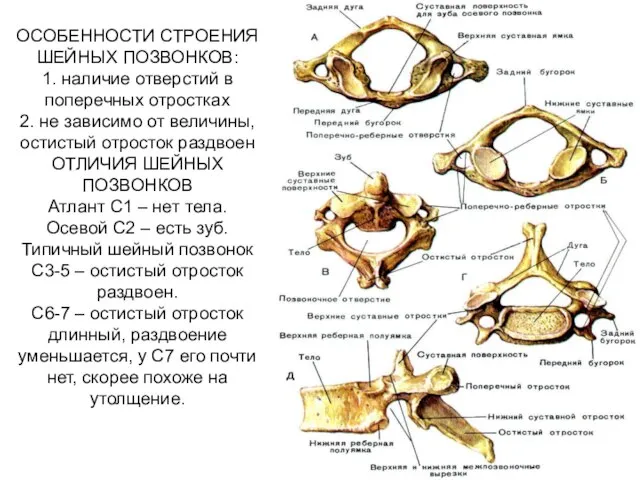 ОСОБЕННОСТИ СТРОЕНИЯ ШЕЙНЫХ ПОЗВОНКОВ: 1. наличие отверстий в поперечных отростках 2.