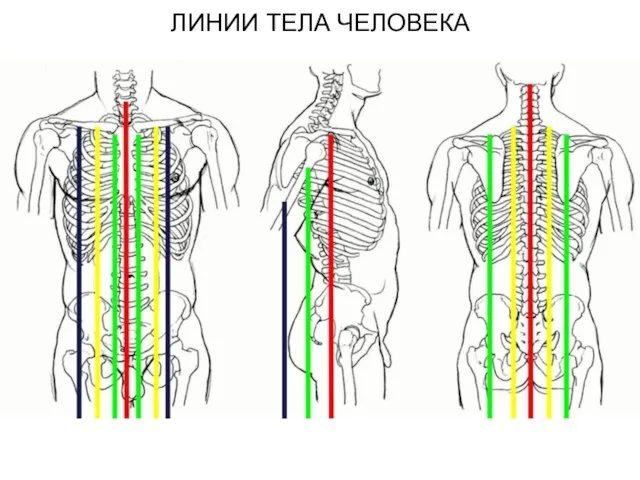 ЛИНИИ ТЕЛА ЧЕЛОВЕКА