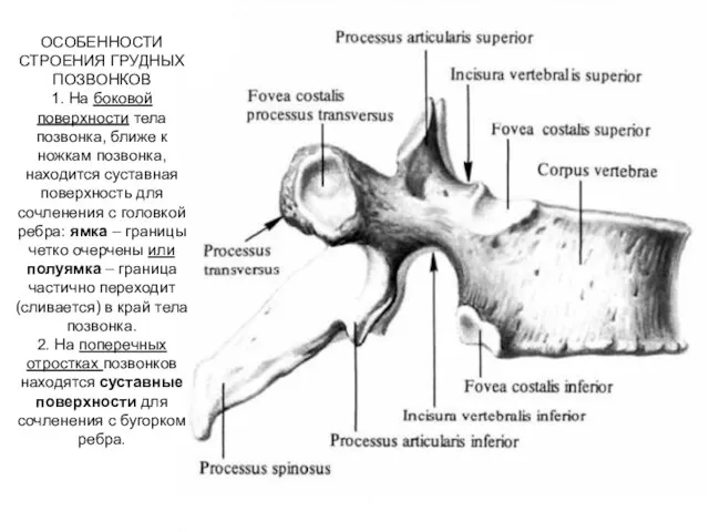 ОСОБЕННОСТИ СТРОЕНИЯ ГРУДНЫХ ПОЗВОНКОВ 1. На боковой поверхности тела позвонка, ближе
