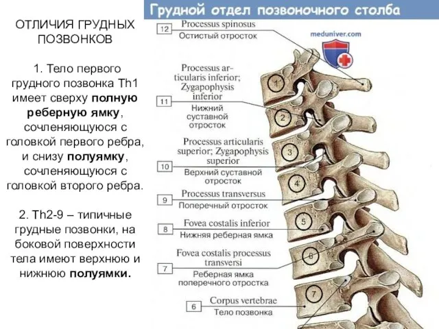 ОТЛИЧИЯ ГРУДНЫХ ПОЗВОНКОВ 1. Тело первого грудного позвонка Th1 имеет сверху