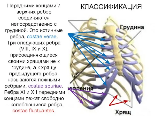 КЛАССИФИКАЦИЯ Передними концами 7 верхних ребер соединяются непосредственно с грудиной. Это