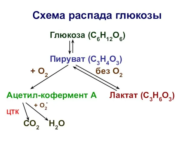 Схема распада глюкозы Глюкоза (С6Н12О6) Пируват (С3Н4О3) + О2 без О2