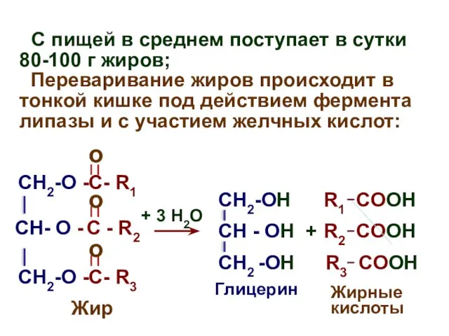 С пищей в среднем поступает в сутки 80-100 г жиров; Переваривание