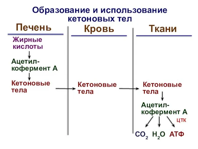 Образование и использование кетоновых тел Печень Жирные кислоты Ацетил-кофермент А Кетоновые