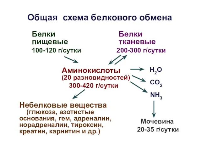 Общая схема белкового обмена Белки пищевые 100-120 г/сутки Белки тканевые 200-300