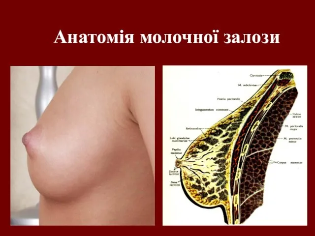 Анатомія молочної залози