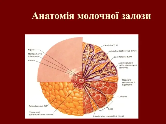 Анатомія молочної залози