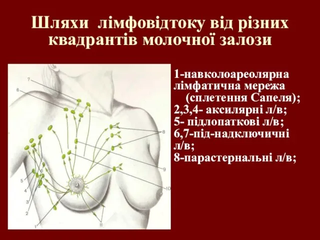 Шляхи лімфовідтоку від різних квадрантів молочної залози 1-навколоареолярна лімфатична мережа (сплетення