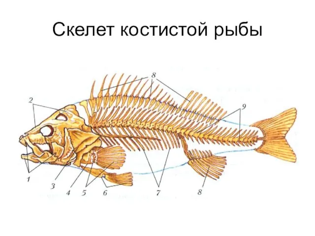 Скелет костистой рыбы