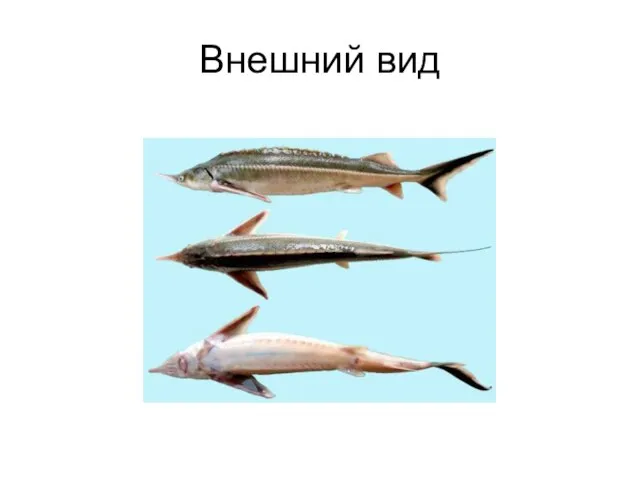 Внешний вид