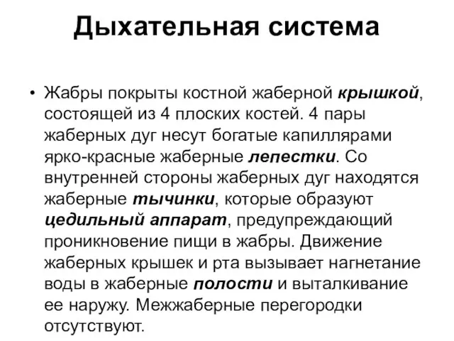 Дыхательная система Жабры покрыты костной жаберной крышкой, состоящей из 4 плоских