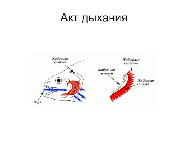 Акт дыхания