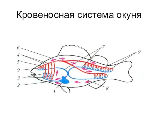 Кровеносная система окуня