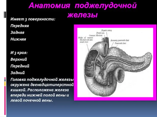 Анатомия поджелудочной железы Имеет 3 поверхности: Передняя Задняя Нижняя И 3