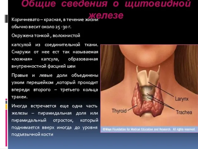 Общие сведения о щитовидной железе Коричневато – красная, в течение жизни