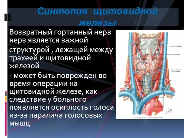 Возвратный гортанный нерв нерв является важной структурой , лежащей между трахеей