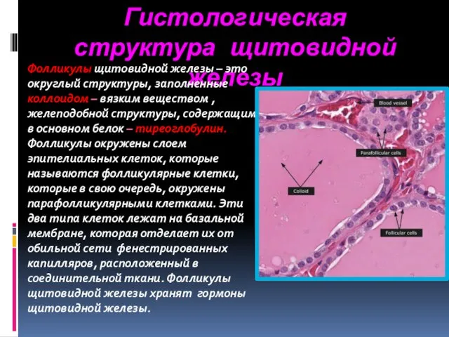Гистологическая структура щитовидной железы Фолликулы щитовидной железы – это округлый структуры,