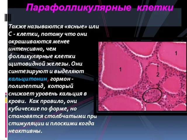 Парафолликулярные клетки Также называются «ясные» или С - клетки, потому что