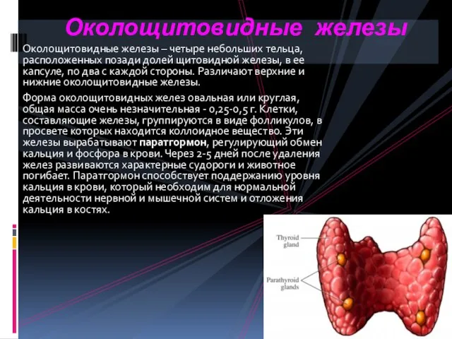 Околощитовидные железы – четыре небольших тельца, расположенных позади долей щитовидной железы,
