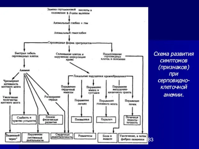 Схема развития симптомов (признаков) при серповидно-клеточной анемии.