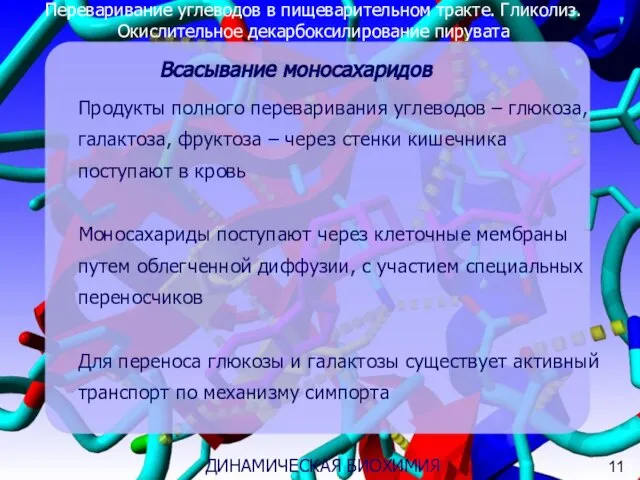 Переваривание углеводов в пищеварительном тракте. Гликолиз. Окислительное декарбоксилирование пирувата Продукты полного