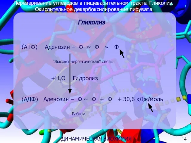 Переваривание углеводов в пищеварительном тракте. Гликолиз. Окислительное декарбоксилирование пирувата (АТФ) Аденозин