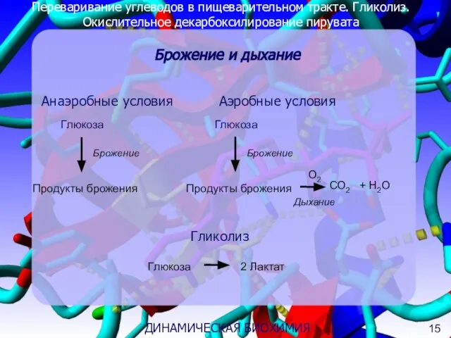 Переваривание углеводов в пищеварительном тракте. Гликолиз. Окислительное декарбоксилирование пирувата 3 ДИНАМИЧЕСКАЯ
