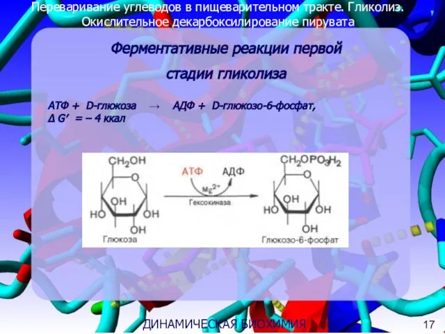 Переваривание углеводов в пищеварительном тракте. Гликолиз. Окислительное декарбоксилирование пирувата 3 ДИНАМИЧЕСКАЯ