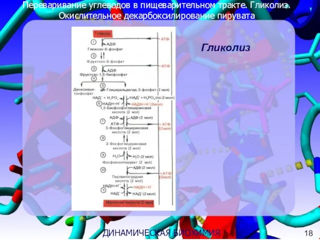 Переваривание углеводов в пищеварительном тракте. Гликолиз. Окислительное декарбоксилирование пирувата 3 ДИНАМИЧЕСКАЯ БИОХИМИЯ Гликолиз 18