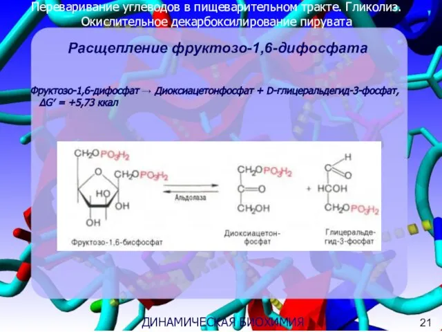Переваривание углеводов в пищеварительном тракте. Гликолиз. Окислительное декарбоксилирование пирувата 3 ДИНАМИЧЕСКАЯ