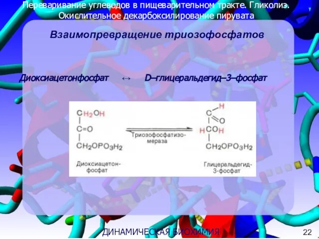 Переваривание углеводов в пищеварительном тракте. Гликолиз. Окислительное декарбоксилирование пирувата 3 ДИНАМИЧЕСКАЯ