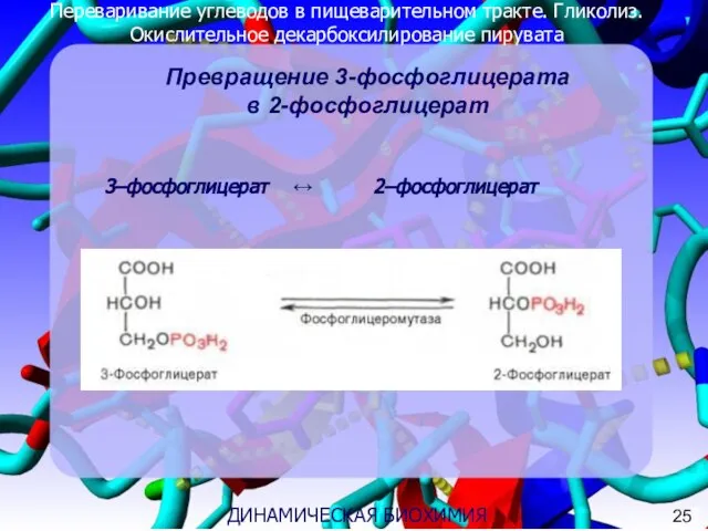 Переваривание углеводов в пищеварительном тракте. Гликолиз. Окислительное декарбоксилирование пирувата 3 ДИНАМИЧЕСКАЯ