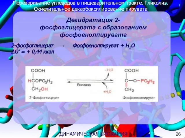Переваривание углеводов в пищеварительном тракте. Гликолиз. Окислительное декарбоксилирование пирувата 3 ДИНАМИЧЕСКАЯ