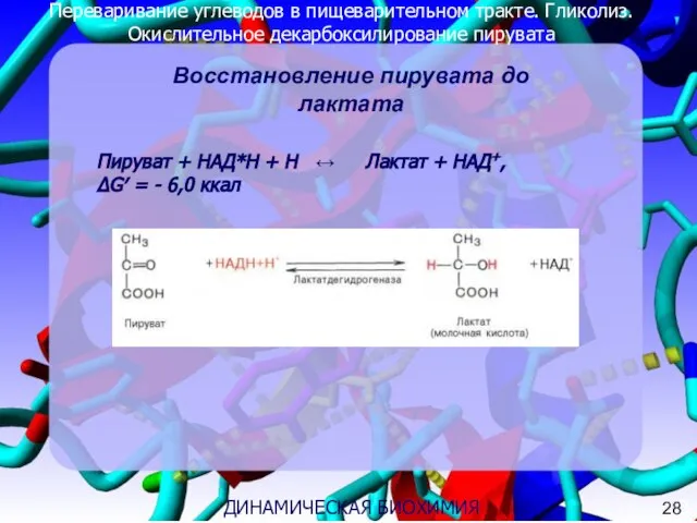 Переваривание углеводов в пищеварительном тракте. Гликолиз. Окислительное декарбоксилирование пирувата 3 ДИНАМИЧЕСКАЯ