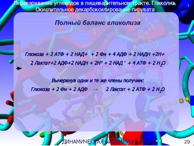 Переваривание углеводов в пищеварительном тракте. Гликолиз. Окислительное декарбоксилирование пирувата 3 ДИНАМИЧЕСКАЯ