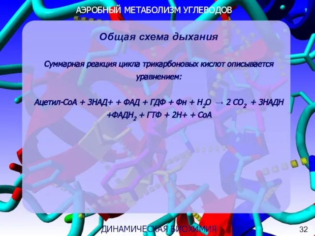 АЭРОБНЫЙ МЕТАБОЛИЗМ УГЛЕВОДОВ 3 ДИНАМИЧЕСКАЯ БИОХИМИЯ Общая схема дыхания Суммарная реакция