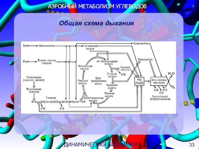 АЭРОБНЫЙ МЕТАБОЛИЗМ УГЛЕВОДОВ 3 ДИНАМИЧЕСКАЯ БИОХИМИЯ Общая схема дыхания 33