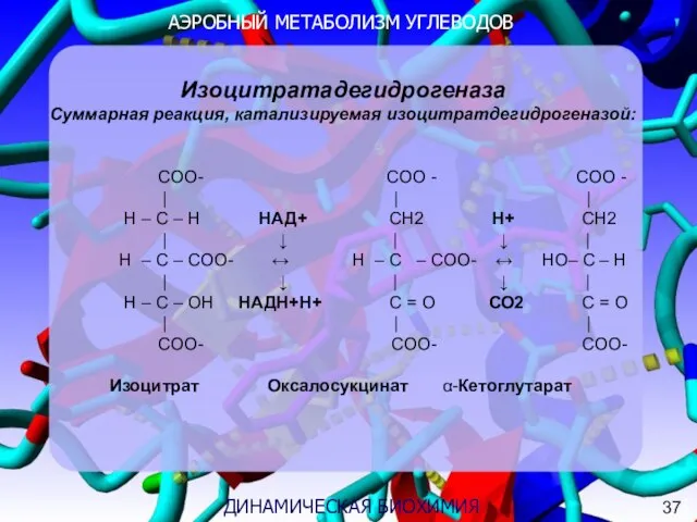 АЭРОБНЫЙ МЕТАБОЛИЗМ УГЛЕВОДОВ 3 ДИНАМИЧЕСКАЯ БИОХИМИЯ Изоцитратадегидрогеназа Суммарная реакция, катализируемая изоцитратдегидрогеназой: